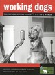 Image for Working dogs  : tales from Animal planet&#39;s K-9 to 5 world