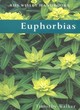 Image for Euphorbias