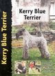 Image for Kerry blue terrier