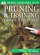 Image for Pruning &amp; training