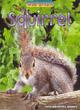 Image for Wild Britain: Squirrel
