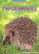Image for Wild Britain: Hedgehog