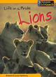 Image for Animal Groups: Life in a Pride of Lions Paperback