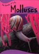 Image for The Variety Of Life: Molluscs