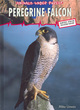 Image for Peregrine falcon