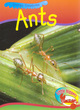 Image for Ant