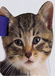 Image for Kitten