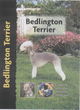 Image for Bedlington Terrier