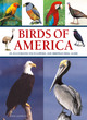 Image for Birds of America  : an illustrated encyclopedia and birdwatching guide