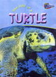 Image for The Life Of A Turtle