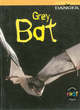 Image for Animals Danger: Grey Bat HB