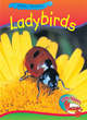 Image for Little Nippers: Creepy Creatures Ladybirds