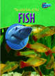 Image for The wild side of pet fish