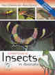 Image for A field guide to insects in Australia