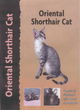 Image for Oriental shorthair cat