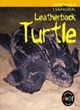 Image for Animals in Danger: Leatherback Turtle  Paperback