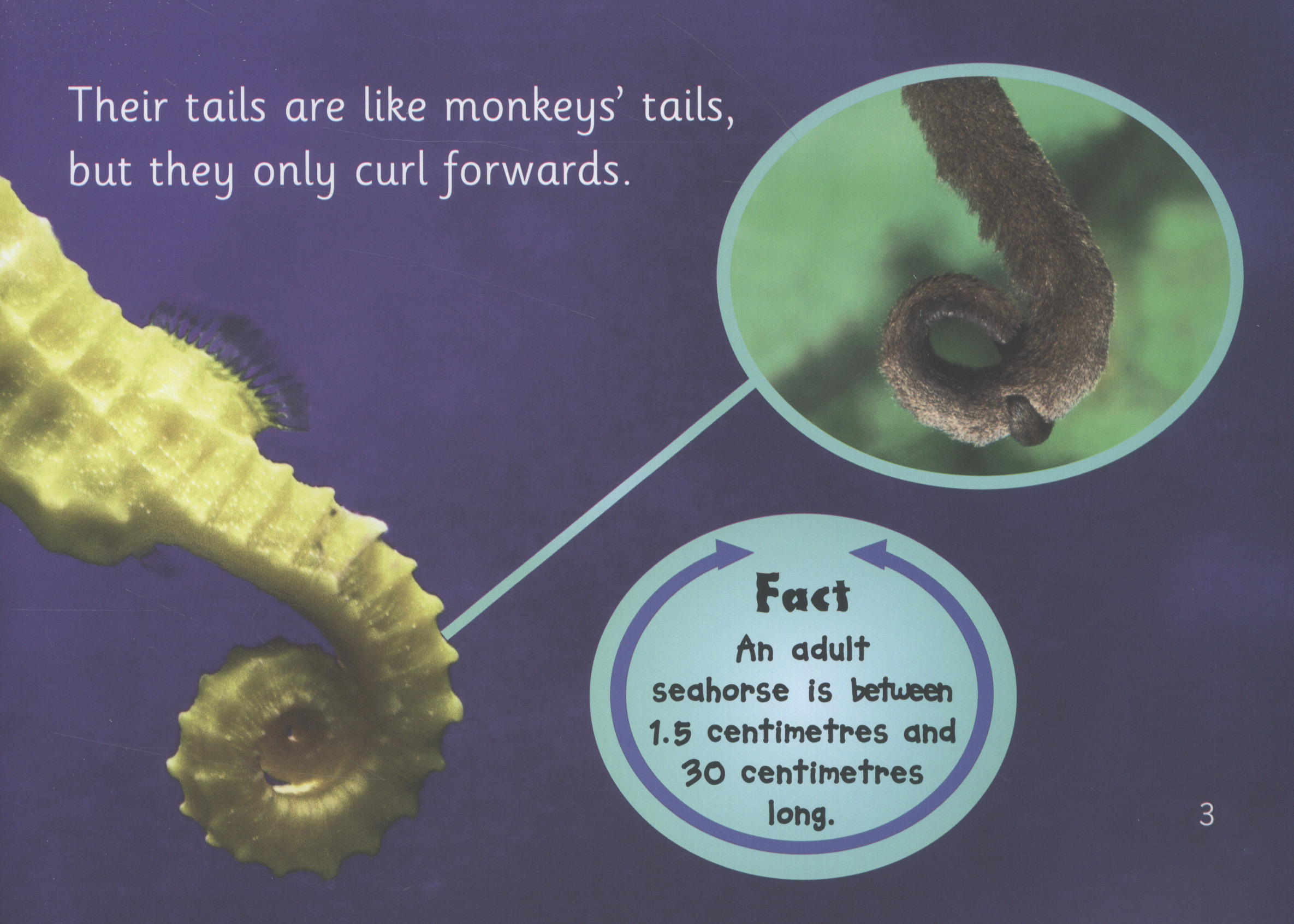 Seahorses : the life cycle by Collins Big Cat (9780007461912) | BrownsBfS