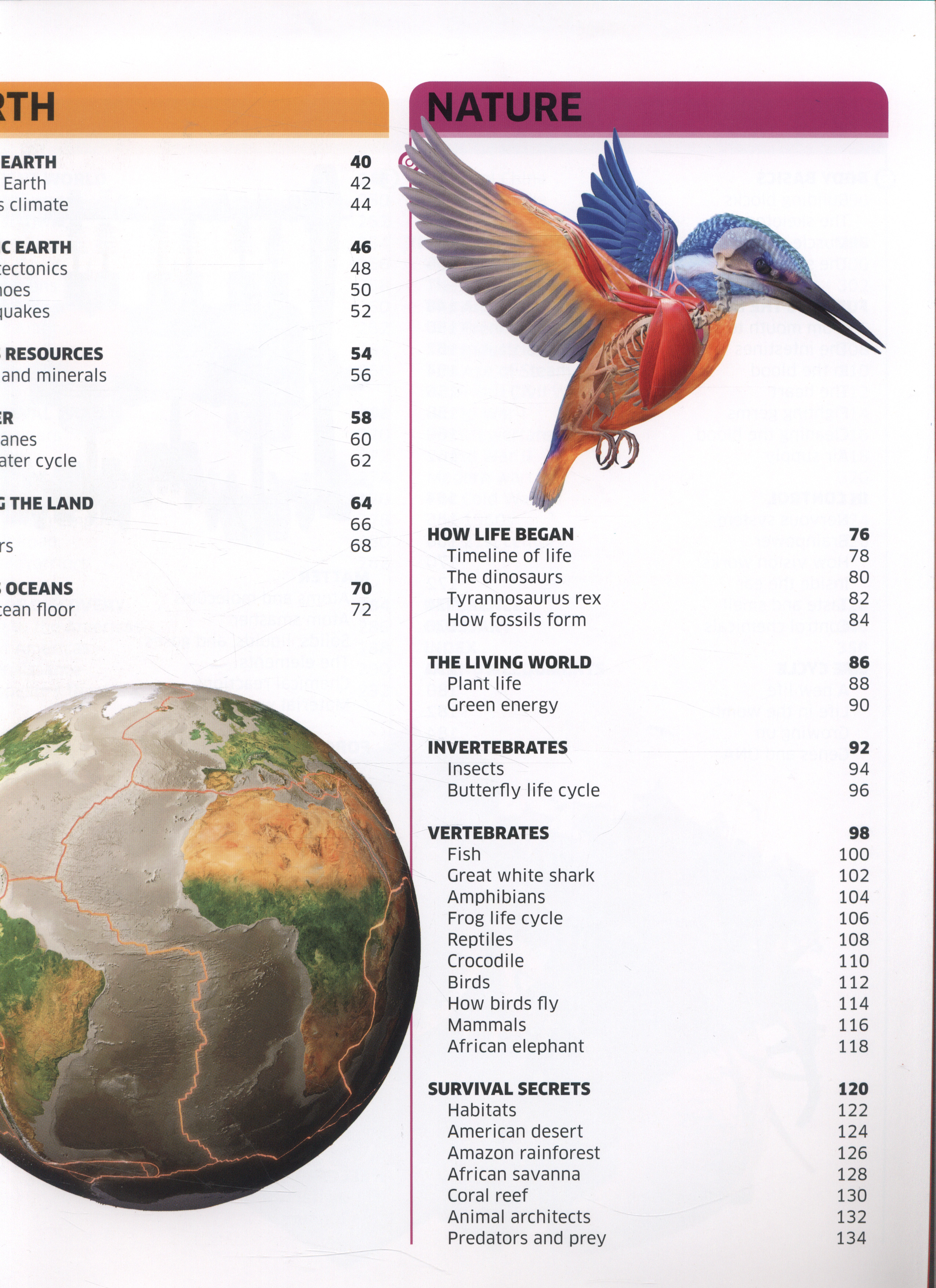 DK knowledge encyclopedia by DK (9781409334040) BrownsBfS