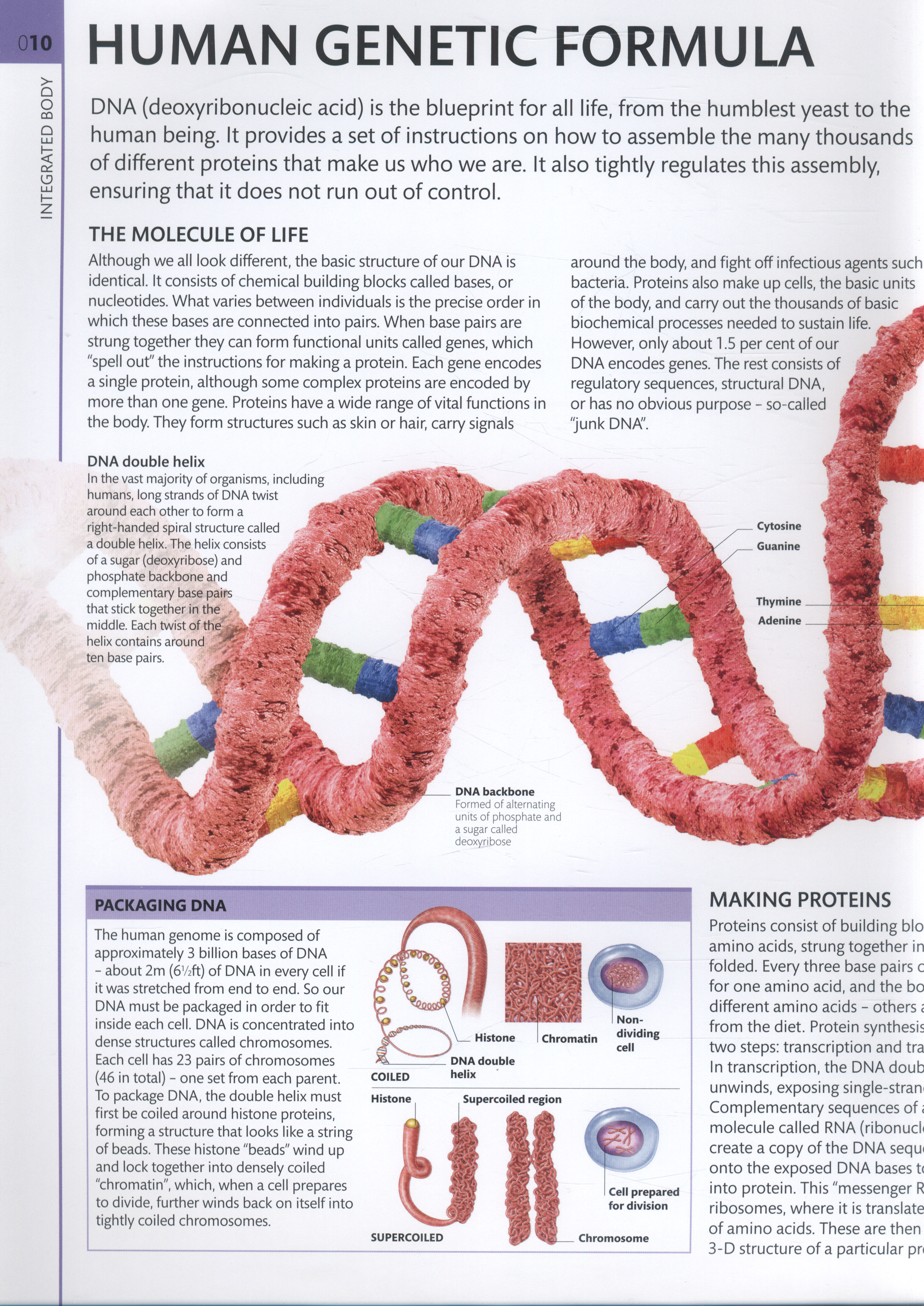 Human anatomy : the definitive visual guide Biology Diagrams