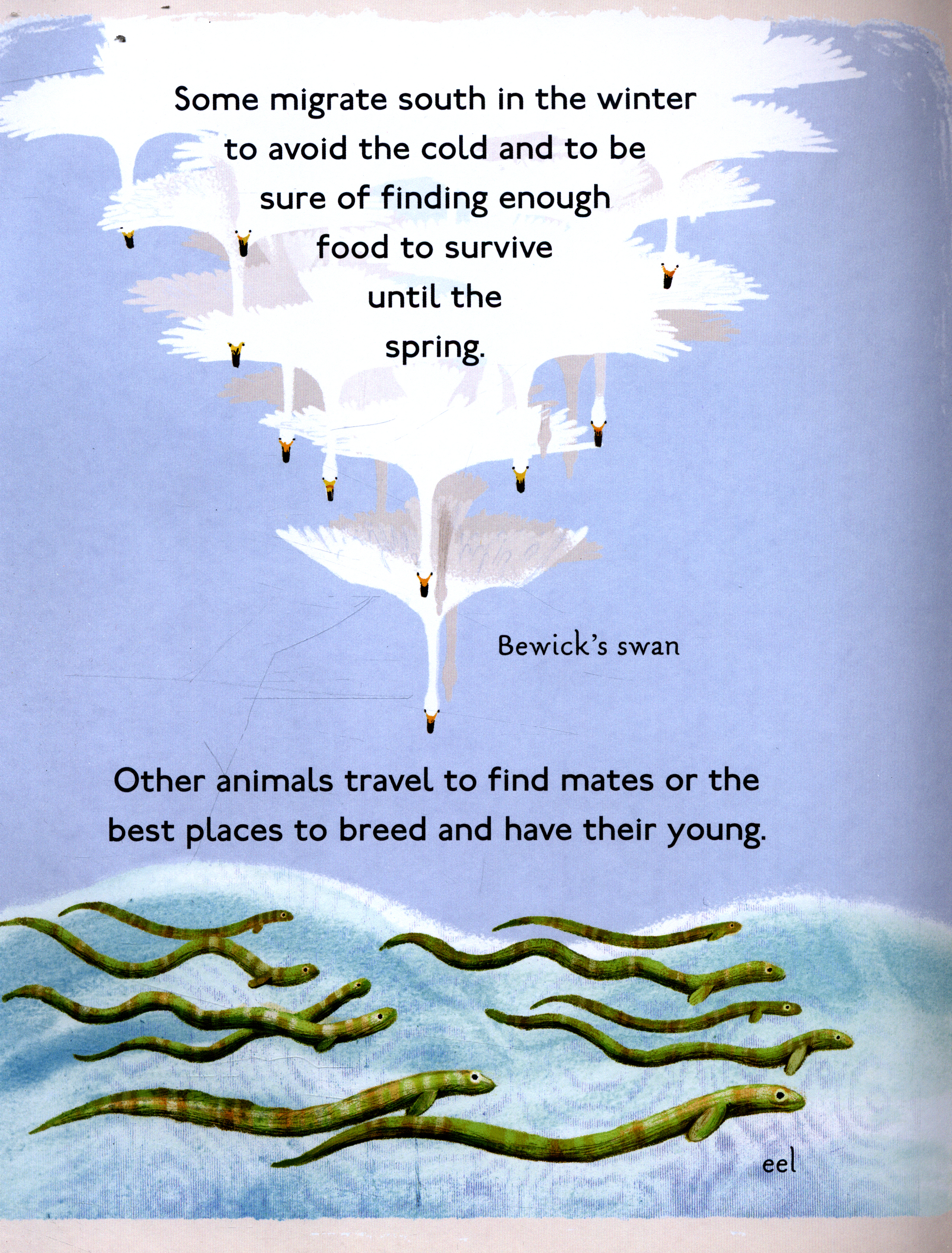 Amazing animal journeys
