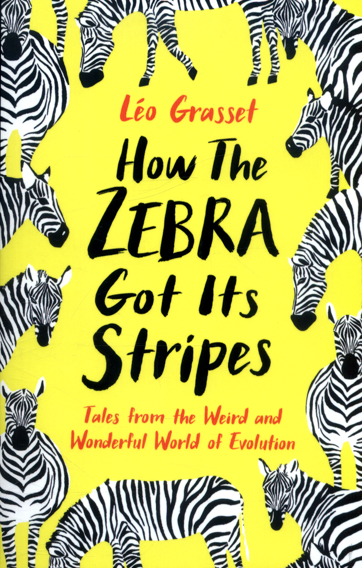 So This Is How They Do It! Zebras Getting Stripes : Krulwich