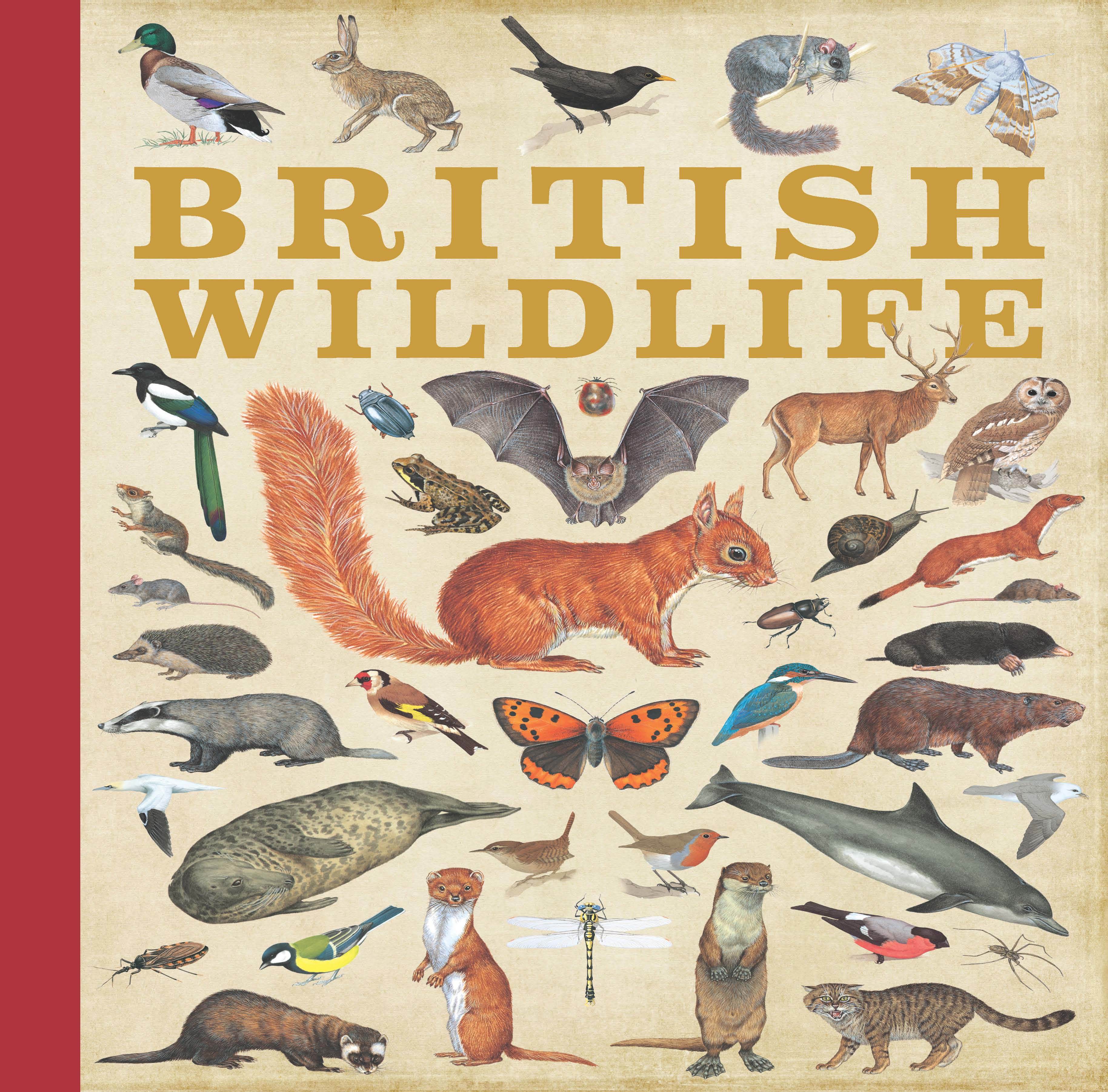 British wildlife by QED Publishing (9781784935511) BrownsBfS