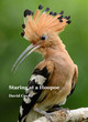 Image for Staring at a hoopoe