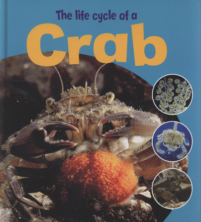 The life cycle of a crab