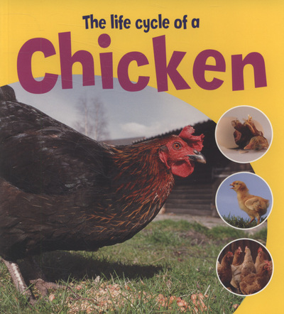 The life cycle of a chicken