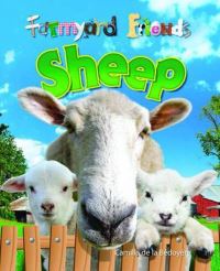 Sheep
