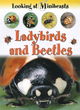 Image for Ladybirds and beetles