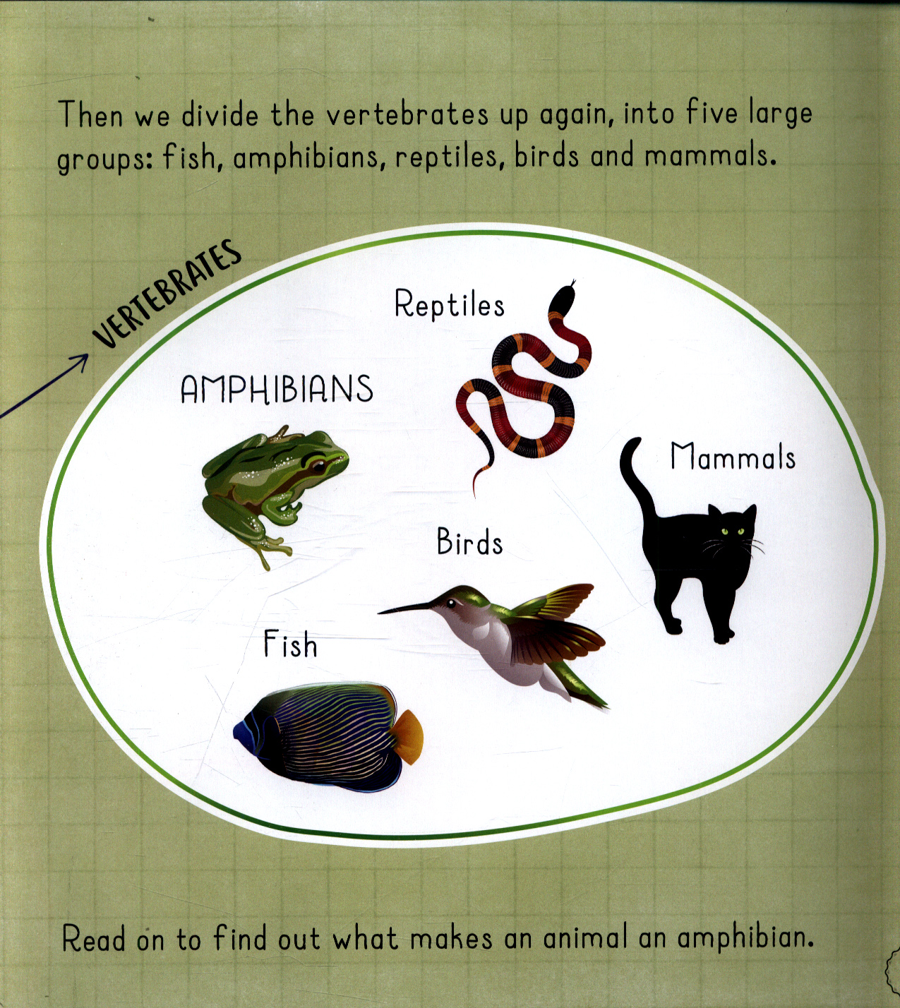 Amphibians live on land and in water by Ridley, Sarah (9781526309341