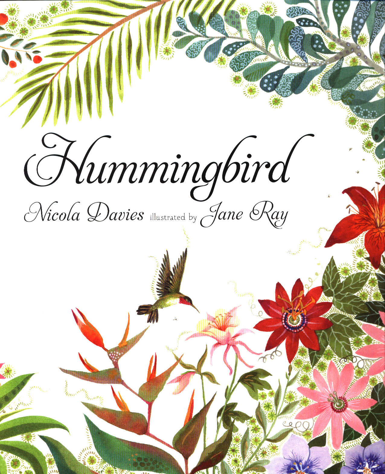 hummingbird by nicola davies hummingbird by nicola davies