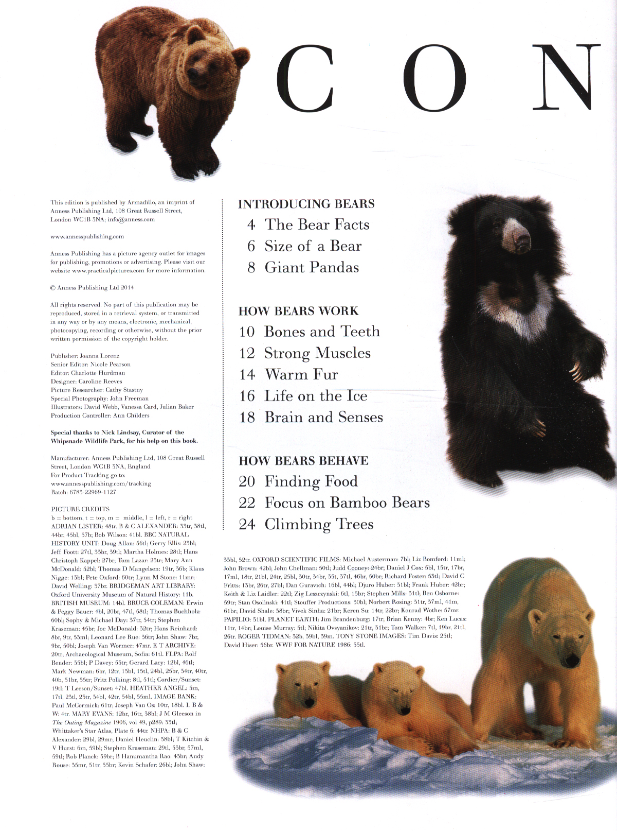 Bears & pandas an intriguing insight into the lives of brown bears