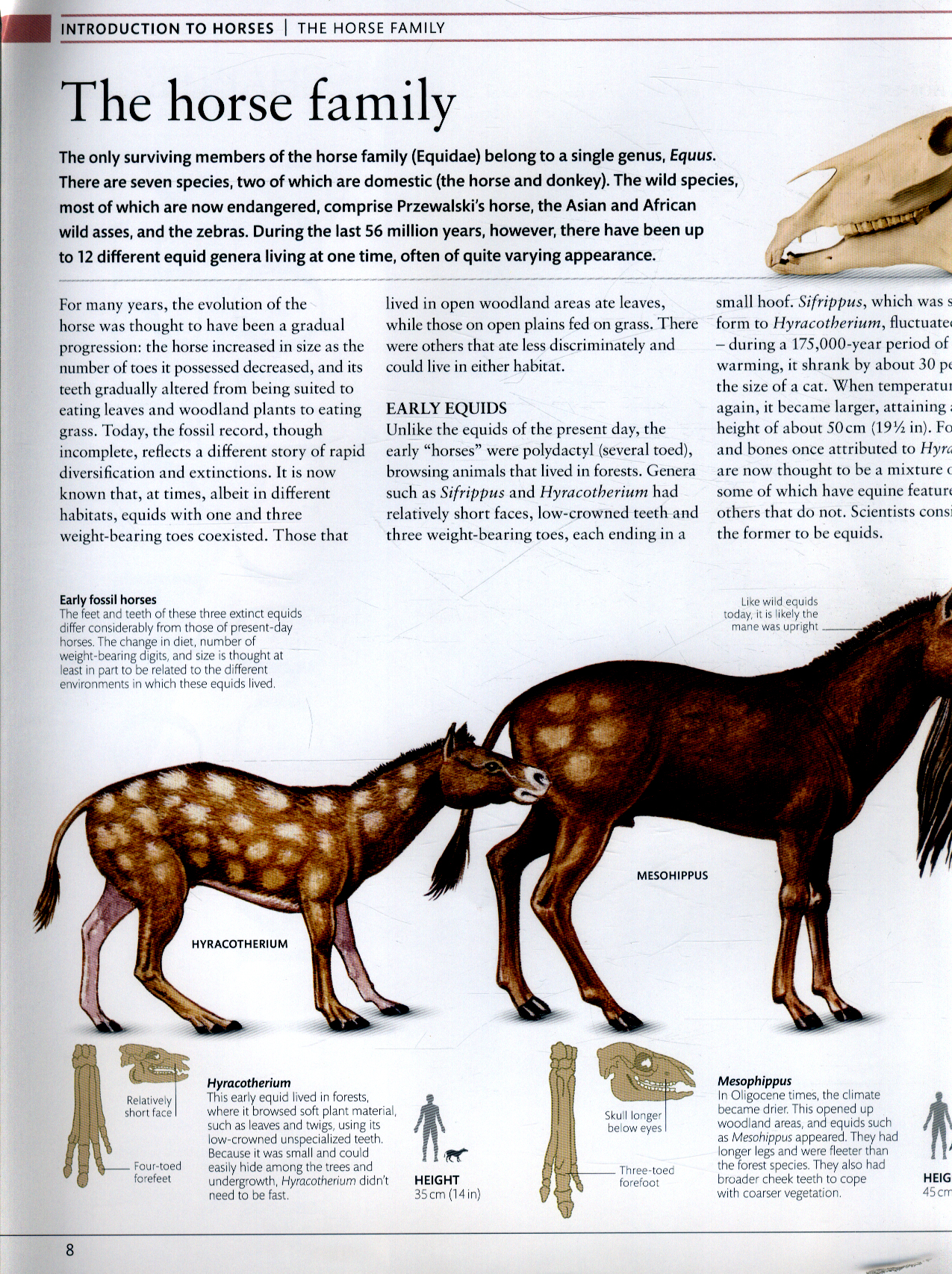 The horse encyclopedia by Hartley Edwards, Elwyn (9780241249789 ...