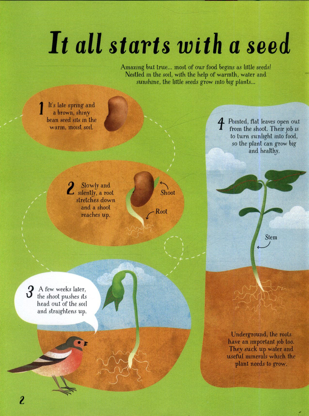 It all starts with a seed.. how food grows by Bone, Emily