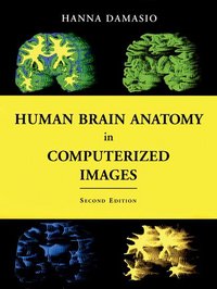 Jacket Image For: Human brain anatomy in computerized images